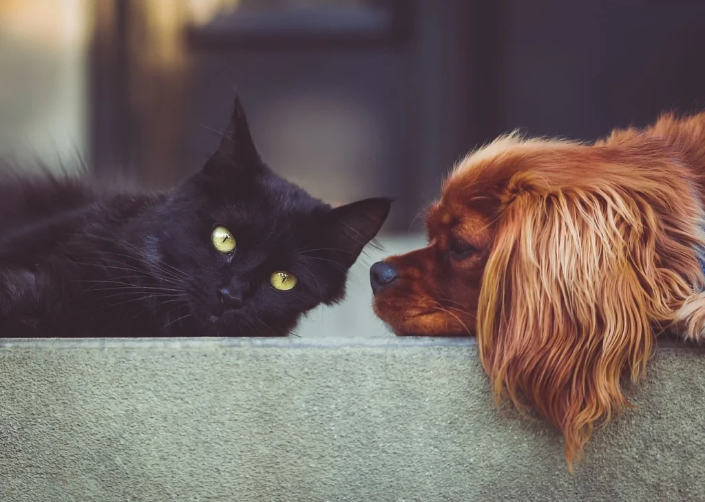 Mitos que te tendem a limitar na adoção de animais adultos