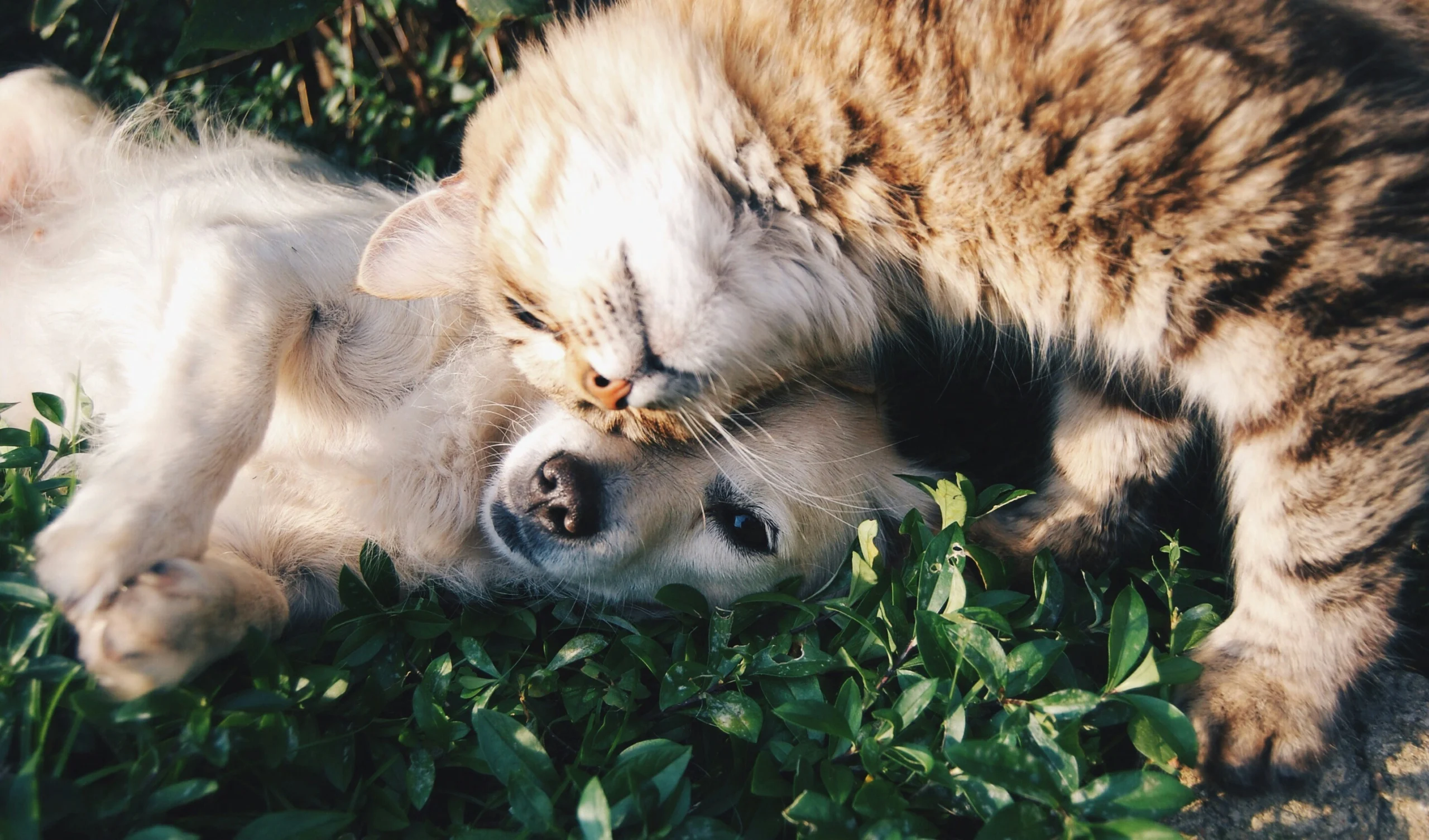 Cão e gato astrologia