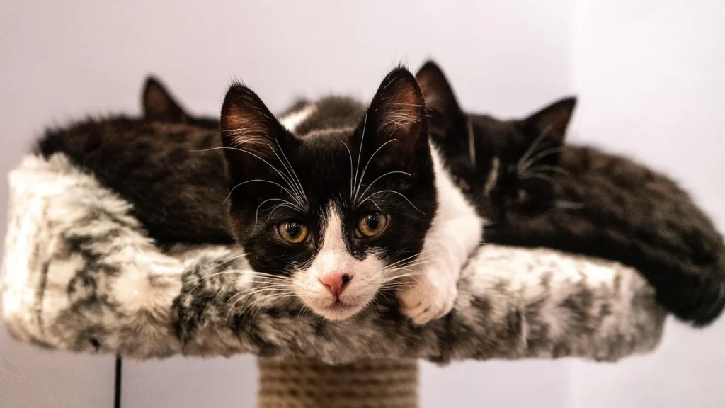 Saiba qual a idade do seu gato