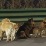 Vídeo de 7 cães na China torna-se viral após caminhada de 17 km até casa