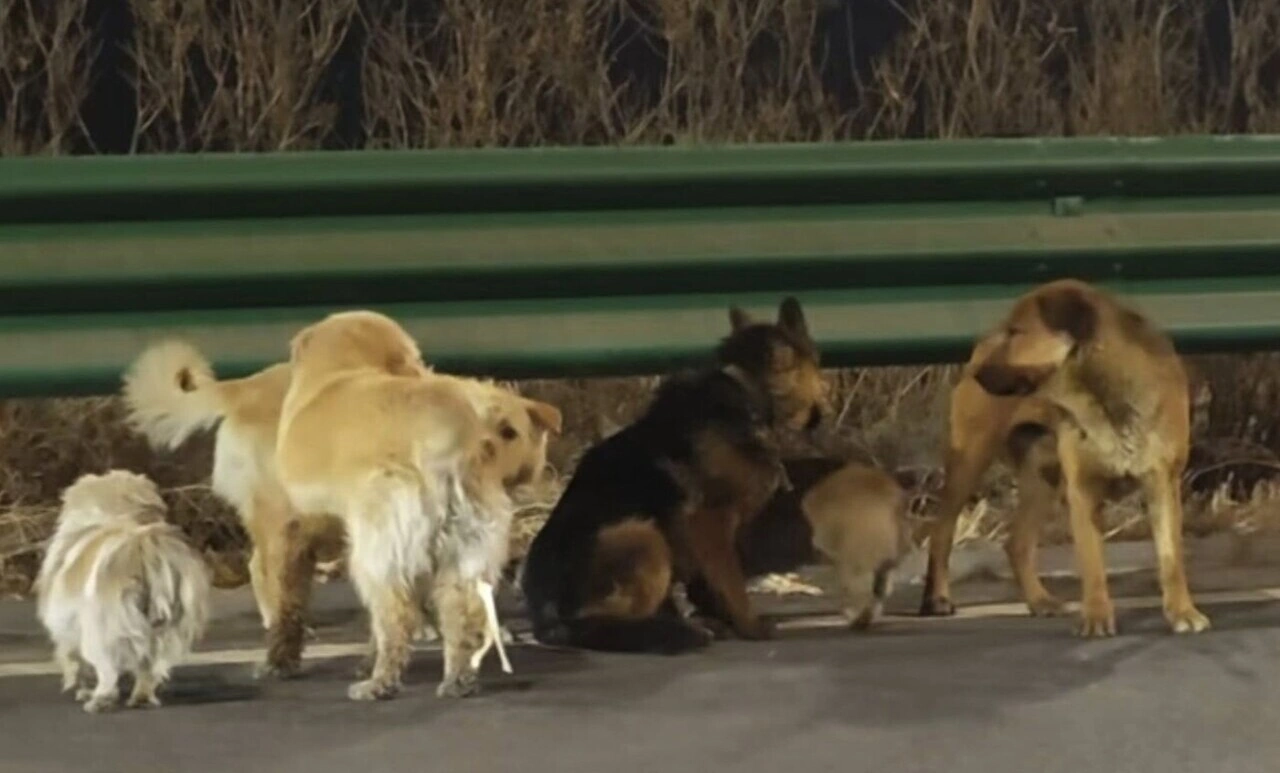 Grupo de cães junto a uma estrada durante a noite na China