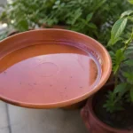Como evitar água parada em casa e reduzir o risco de mosquitos